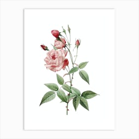 Vintage Common Rose of India Botanical Illustration on Pure White n.0303 Art Print