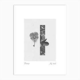 Pansy Botanical Collage 4 Art Print