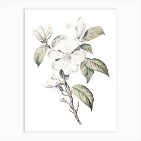 Jasmine Flower Vintage Botanical 3 Art Print