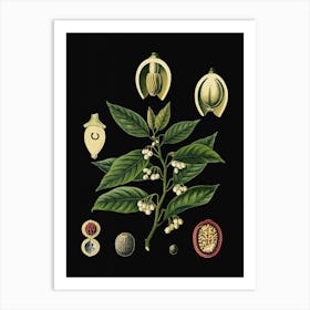 Vintage Bollmann 3 Muskatnussbaum Art Print