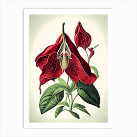 Red Trillium Wildflower Vintage Botanical Art Print