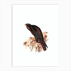 Vintage Black Falcon Bird Illustration on Pure White n.0454 Art Print