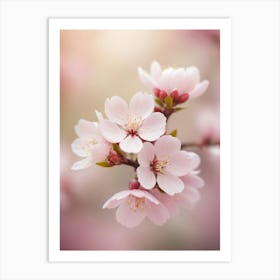 Cherry Blossoms 30 Art Print