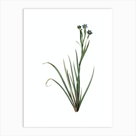 Vintage Bermudiana Botanical Illustration on Pure White n.0876 Art Print