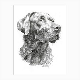 Chesapeake Bay Retriever Sketch 1 Art Print