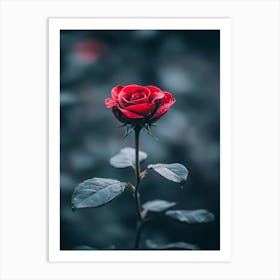 Red Rose 34 Art Print