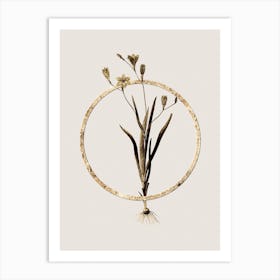 Gold Ring Ixia Bulbifera Glitter Botanical Illustration n.0042 Art Print