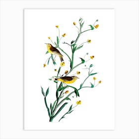 Yellow Birds and Yellow Flowers Vintage 19th Century Illustration Art Print