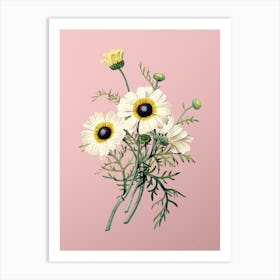 Vintage Chrysanthemum Botanical on Soft Pink Art Print