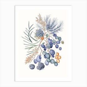 Juniper Berries Spices And Herbs Pencil Illustration 1 Art Print
