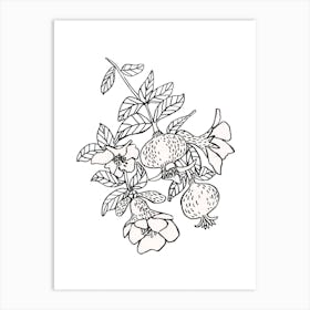 Pomegranate Branch Art Print