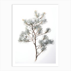 Snowy Pine Branch Isolated On White Art Print