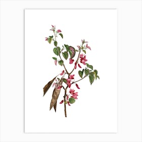 Vintage Judas Tree Botanical Illustration on Pure White n.0589 Art Print