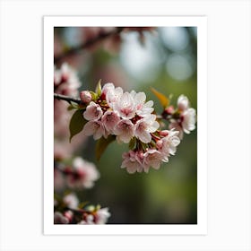 Cherry Blossoms 49 Art Print