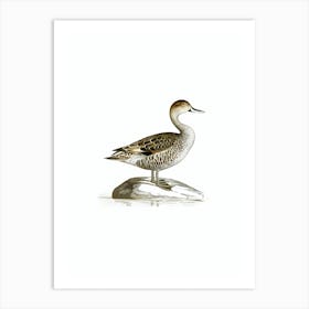 Vintage Northern Pintail Bird Illustration on Pure White 1 Art Print