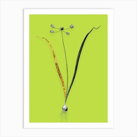 Vintage Allium Scorzonera Folium Black and White Gold Leaf Floral Art on Chartreuse n.0410 Art Print