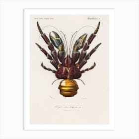 Coconut Crab (Birgus Latroi), Charles Dessalines D'Orbigny Art Print