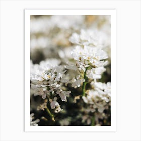 White Flowers Art Print