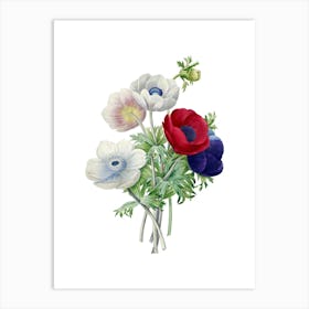 Vintage Anemone Simplex Botanical Illustration on Pure White n.0173 Art Print