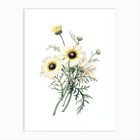 Vintage Chrysanthemum Botanical Illustration on Pure White n.0126 Art Print