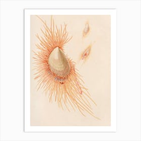 Vintage Sea Urchin Art Print