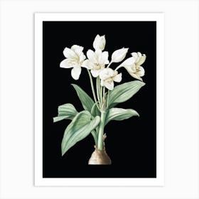 Vintage Crinum Giganteum Botanical Illustration on Solid Black n.0585 Art Print