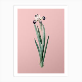 Vintage Harlequin Blueflag Botanical on Soft Pink n.0121 Art Print