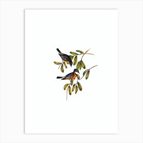 Vintage Rufous Whistler Bird Illustration on Pure White Art Print