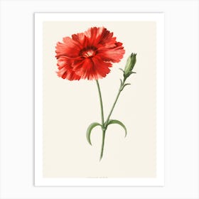 Carnation 1 Art Print