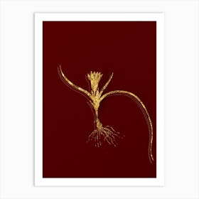 Vintage Ixia Recurva Botanical in Gold on Red n.0524 Art Print