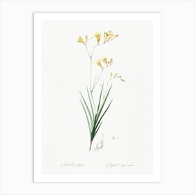 Freesia Illustration From Les Liliacées, Pierre Joseph Redouté Art Print