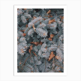 Blue Spruce Pine Tree Art Print