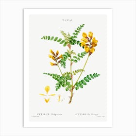 Cytisus Wolgaricus, Pierre Joseph Redoute Art Print