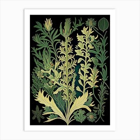 Astragalus Herb Vintage Botanical Art Print