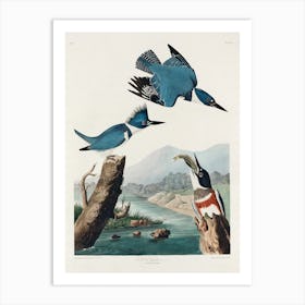 Belted Kingfisher, John James Audubon Art Print