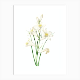 Vintage St. Bruno's Lily Botanical Illustration on Pure White n.0309 Art Print