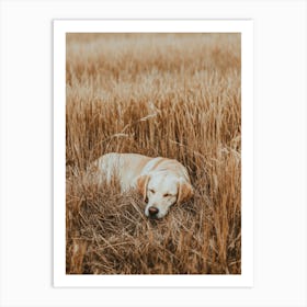 Golden Retriever Sleeping In A Field.Generated AI. Art Print Art Print