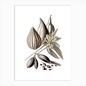 Black Cardamom Spices And Herbs Pencil Illustration 1 Art Print