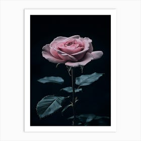 Dark Rose 19 Art Print