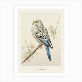 Vintage Bird Drawing Budgerigar 2 Poster Art Print