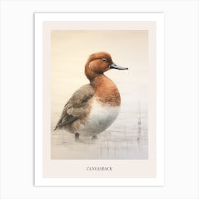 Vintage Bird Drawing Canvasback 3 Poster Art Print