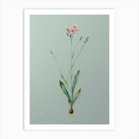 Vintage Gladiolus Junceus Botanical Art on Mint Green n.0959 Art Print