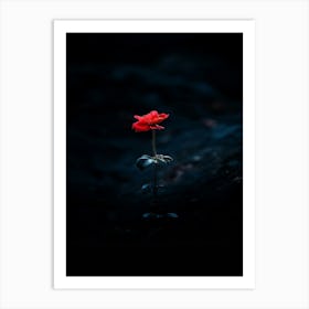 Single Red Rose 22 Art Print