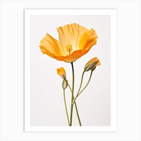 Pressed Wildflower Botanical Art California Poppy 2 Art Print