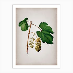 Vintage Friulli Grape Botanical on Parchment n.0275 Art Print