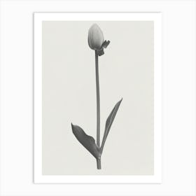 Tulip Flower Photo Collage 3 Art Print