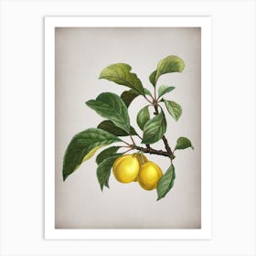 Vintage Ripe Plums on a Branch Botanical on Parchment n.0011 Art Print