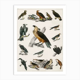 Collection Of Various Birds,  Oliver Goldsmith  Art Print