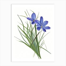 Blue Eyed Grass Wildflower Watercolour 1 Art Print