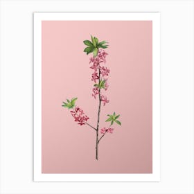 Vintage February Daphne Flowers Botanical on Soft Pink n.0329 Art Print